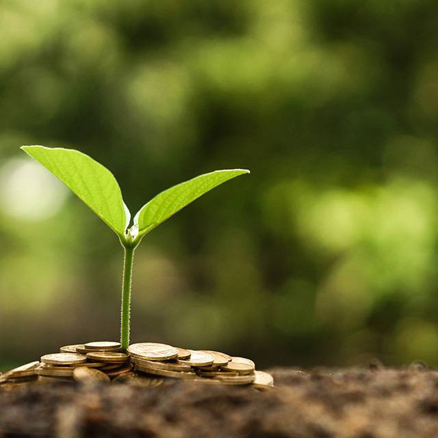 Trồng cây trên một gò đất và đồng xu